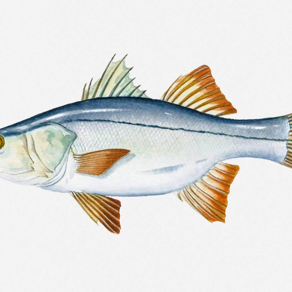 Snook Wall Art | Prints, Framed Prints And Multi Panel Art