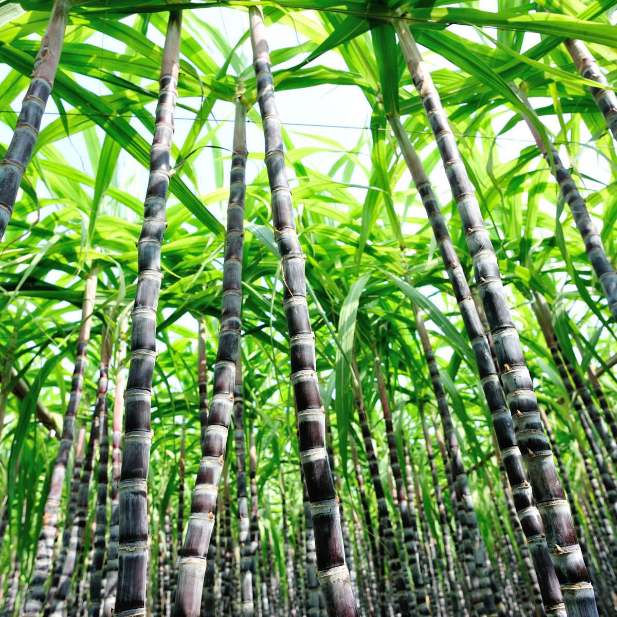 Sugar Cane Art sugar-cane-art