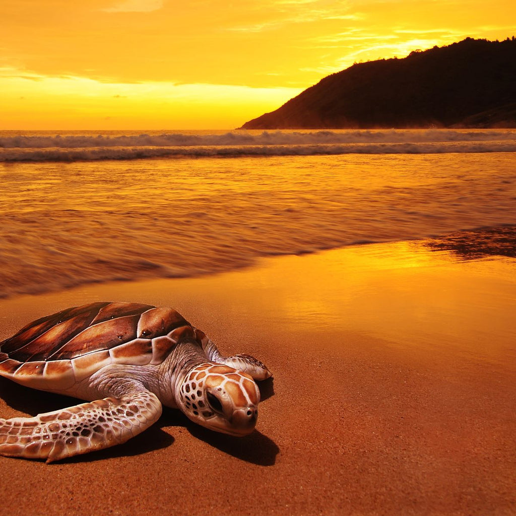 Tortoise Shell Wall Art | Prints, Framed Prints And Multi Panel Art
