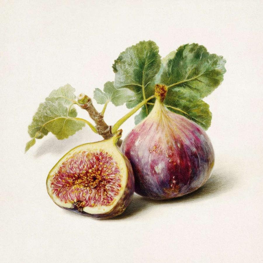 Traditional Vegetables and Botanicals
