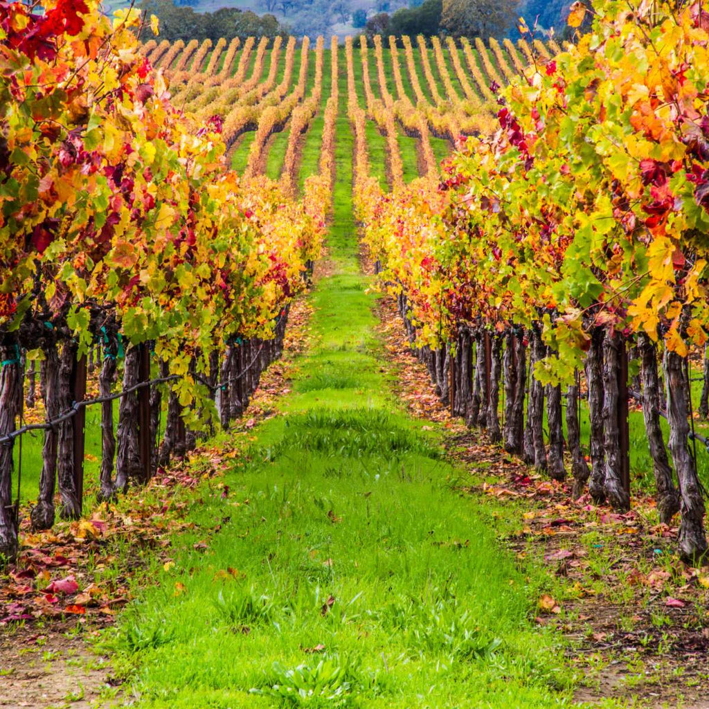 Vineyard Wall Art Prints, Framed Prints And Multi Panel Art