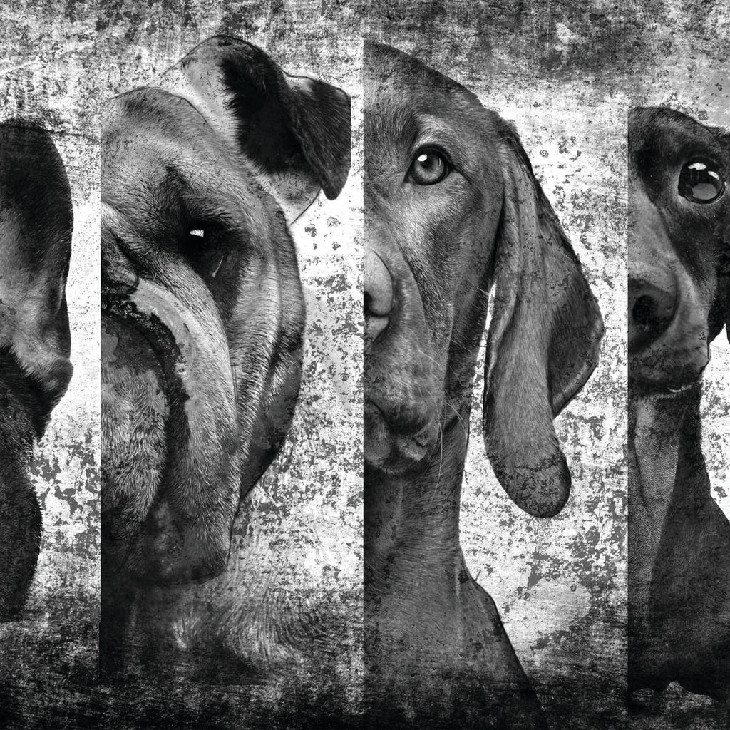 Vizsla Wall Art | Prints, Framed Prints And Multi Panel Art