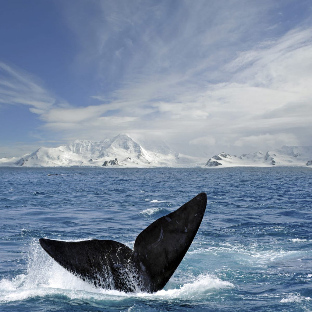 Whale Tail Wall Art | Prints, Framed Prints And Multi Panel Art