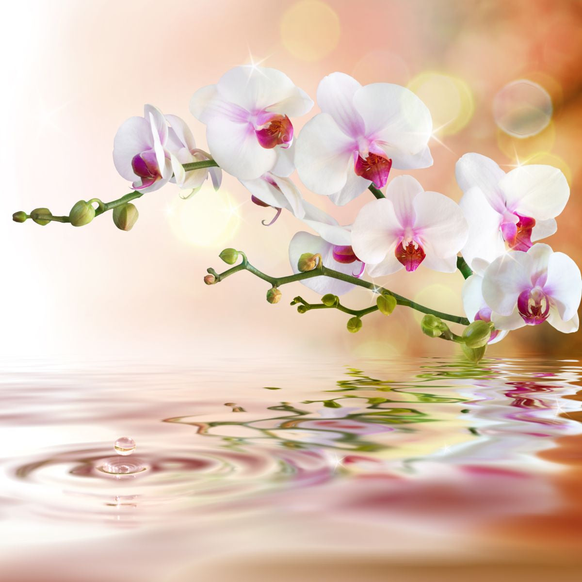 Orchids Abstract Background White Orchids Wallpapers