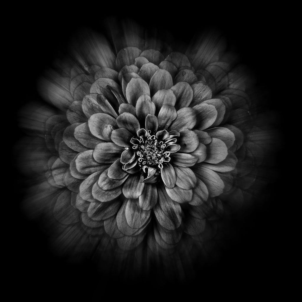 Zinnia Wall Art Prints, Framed Prints And Multi Panel Art